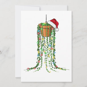 Succulent Santa Hat Christmas Lights Houseplant Save The Date