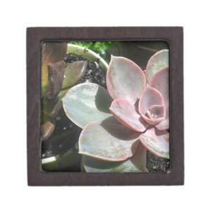 #succulent, Succulent plant, pretty pink succulent Gift Box