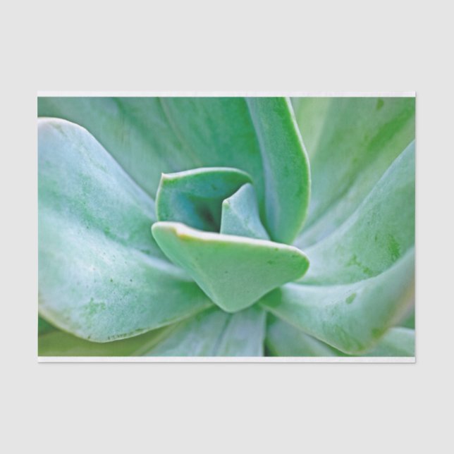 Succulent Swirl Tissue Paper (Front)