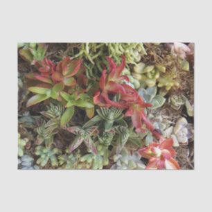 Succulent Tissue Paper