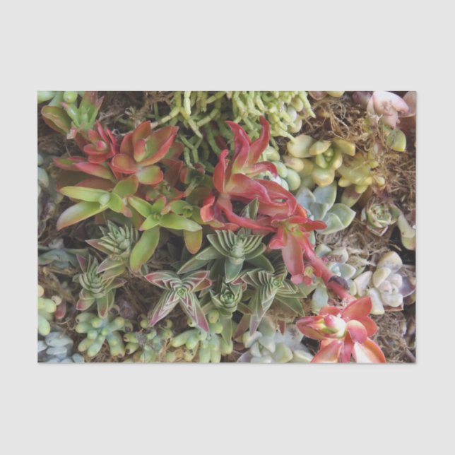 Succulent Tissue Paper (Front)