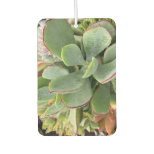 Succulents Air Freshener