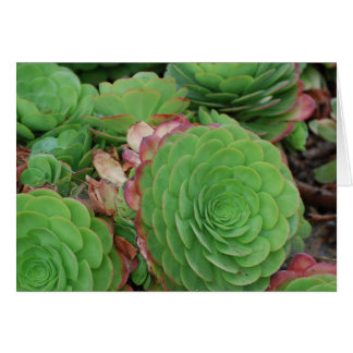 Succulents (Blank)