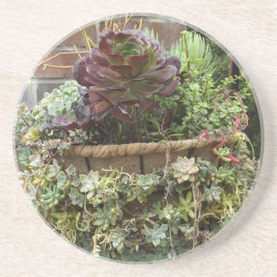 Succulents Coasters