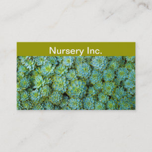 Succulents - Echeveria plant Business Card