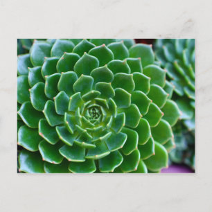 Succulents Echeveria plant Postcard