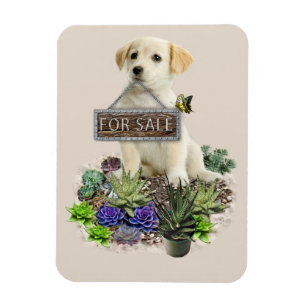 Succulents for sale magnet