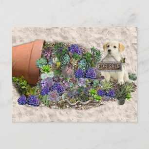 Succulents for Sale Postcard