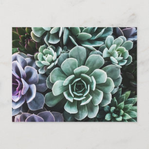 Succulents Green Plants Nature Postcard