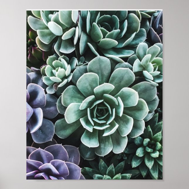 Succulents Green Plants Nature Poster (Front)