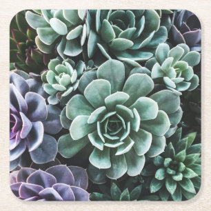 Succulents Green Plants Nature Square Paper Coaster