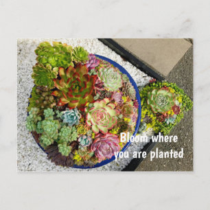 Succulents in Planter Postcard