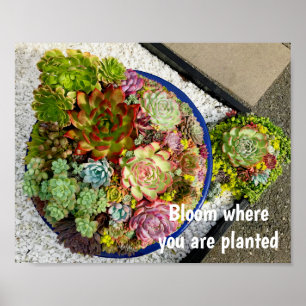 Succulents in Planter Poster