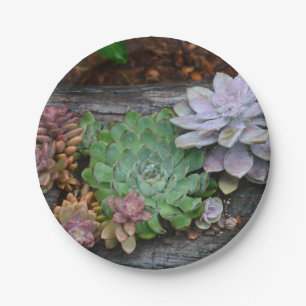 Succulents On Driftwood Paper Plate