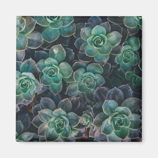 Succulents Pattern Magnet