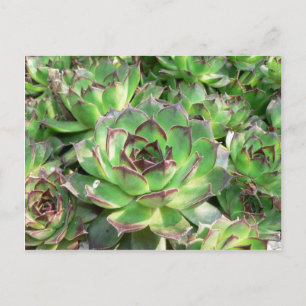 Succulents Postcard