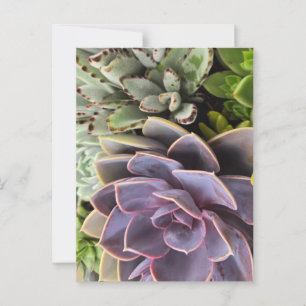 Succulents Postcard