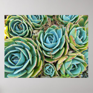 Succulents Poster