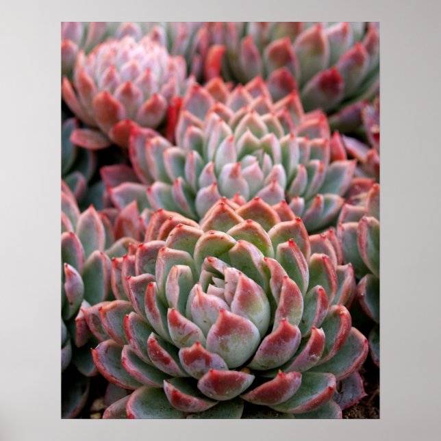 Succulents Poster (Front)
