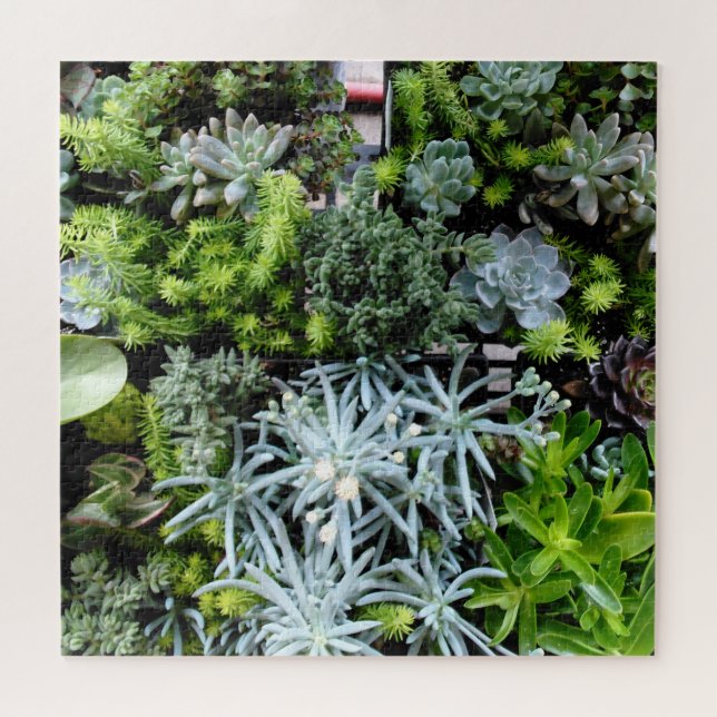 Succulents Puzzle Cactus Plants Difficult (Horizontal)