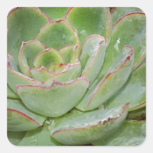 Succulents Square Sticker
