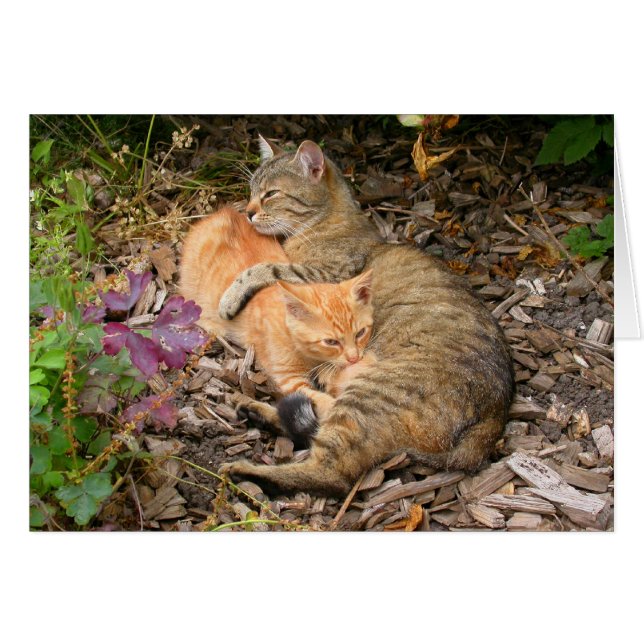 Suckling Ginger Cat (Front Horizontal)