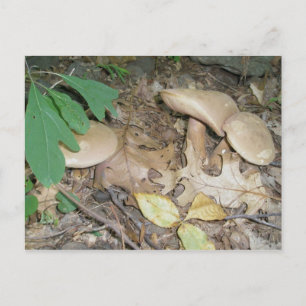 Suede Mushroom Trio Postcard