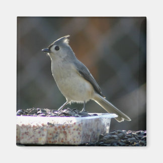 Suet Supper Magnet