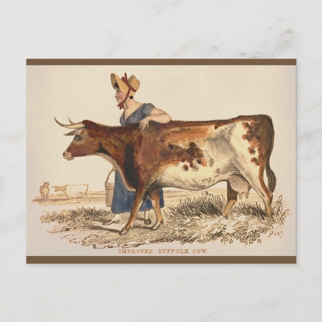 Suffolk Cow - Rustic Vintage Country Farmhouse Art Postcard (Front)