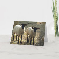 Suffolk Sheep Happy Birthday From Us to Ewe!