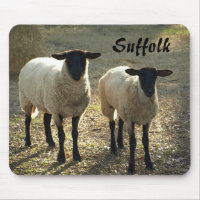 Suffolk Sheep Late Day Sunshine Barnyard Pasture