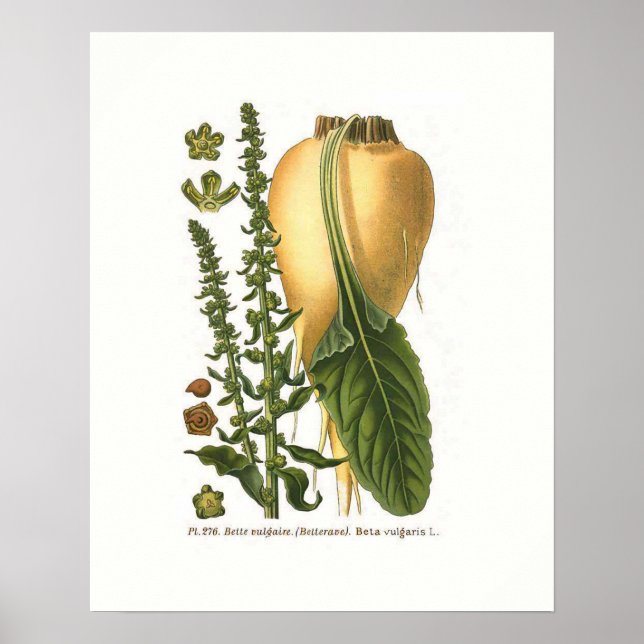 Sugar Beet Vintage Botanical Illustration  Poster (Front)