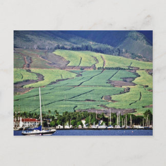Sugar Cane Fields - Lahaina, Maui Postcard