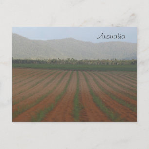 Sugar Cane Fields --- Queensland, Australia Postcard