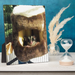Sugar Glider in Furry Tree Truck Hanging Bed Plaque