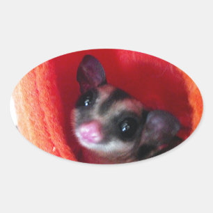 Sugar Glider in Orange Hanging Bed Oval Sticker
