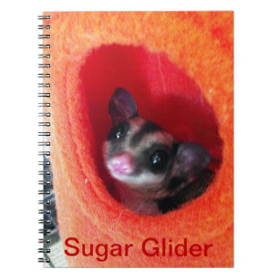 Sugar Glider in Orange Hanging Bed Spiral Notebook