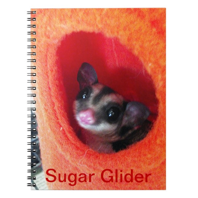 Sugar Glider in Orange Hanging Bed Spiral Notebook (Front)