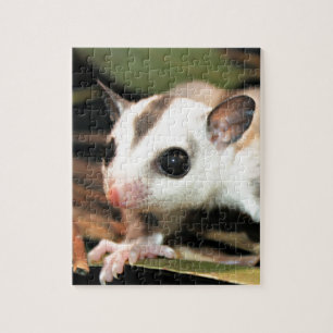 Sugar Glider Jigsaw Puzzle