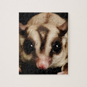 Sugar Glider Jigsaw Puzzle