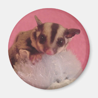 sugar glider joey magnet