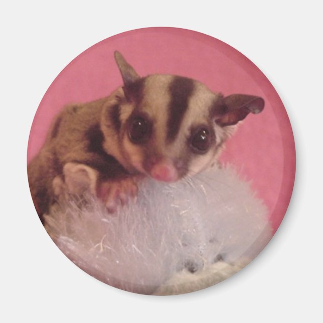 sugar glider joey magnet (Front)