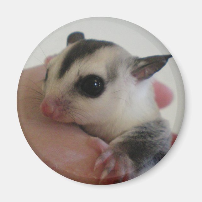 sugar glider magnet (Front)