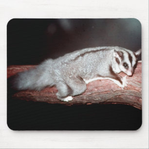 Sugar Glider - Petaurus breviceps Mouse Pad