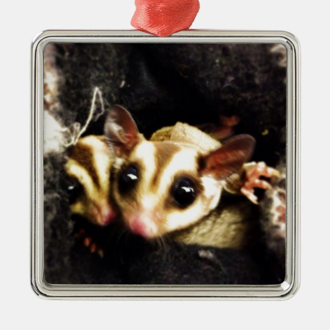 sugar glider photo design metal tree decoration (Front)