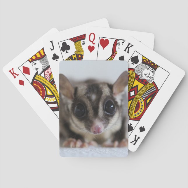 sugar glider playing cards  (Back)