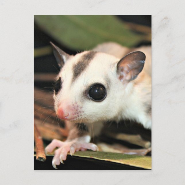 Sugar Glider Postcard (Front)