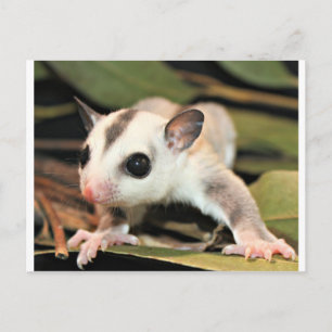 Sugar Glider Postcard