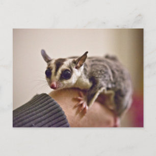 Sugar Glider postcards