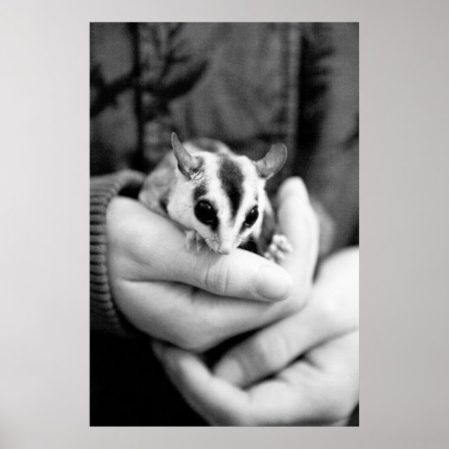Sugar Glider poster (Front)